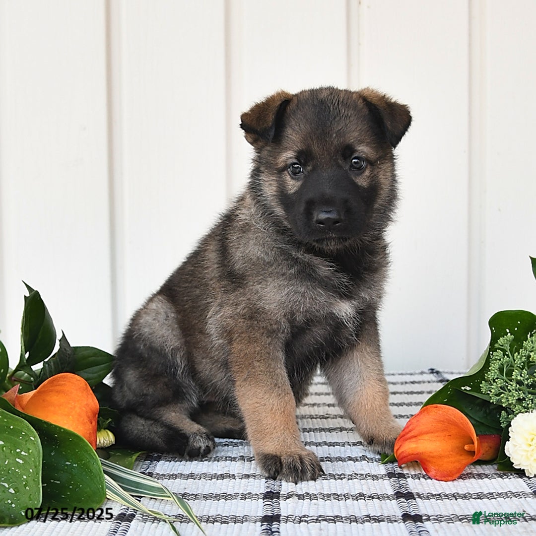 German Shepherd dogs for sale: Paris - Image 1