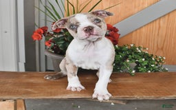 Boston Terrier dogs for sale: Laura - Image 9