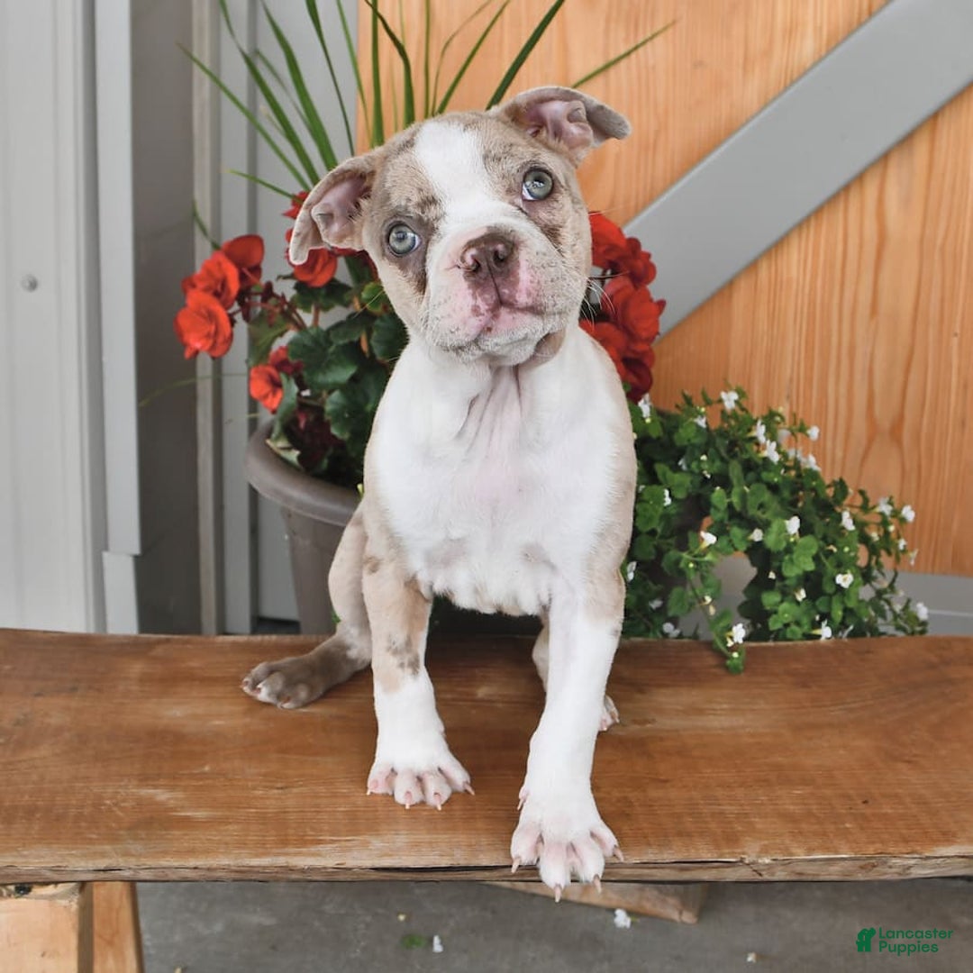 Boston Terrier dogs for sale: Laura - Image 9