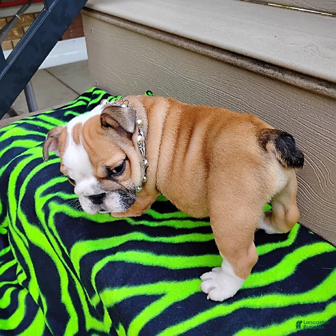 English Bulldog dogs for sale: Reba - Image 7