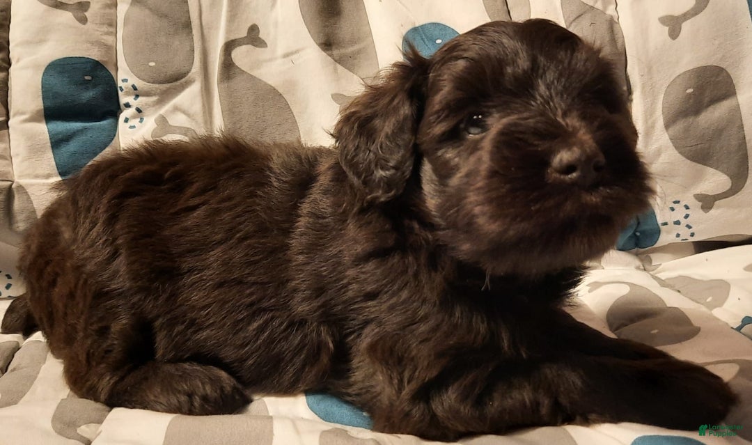 Miniature Schnauzer dogs for sale: Boy2 - Image 3