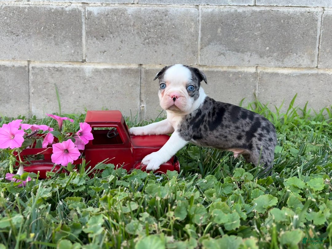 Boston Terrier dogs for sale: Diamond - Image 3