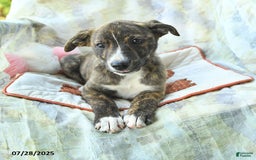 Siberian Husky dogs for sale: Boxer - Image 4