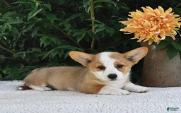 Welsh Corgi Pembroke dogs for sale: Aspen - Image 20