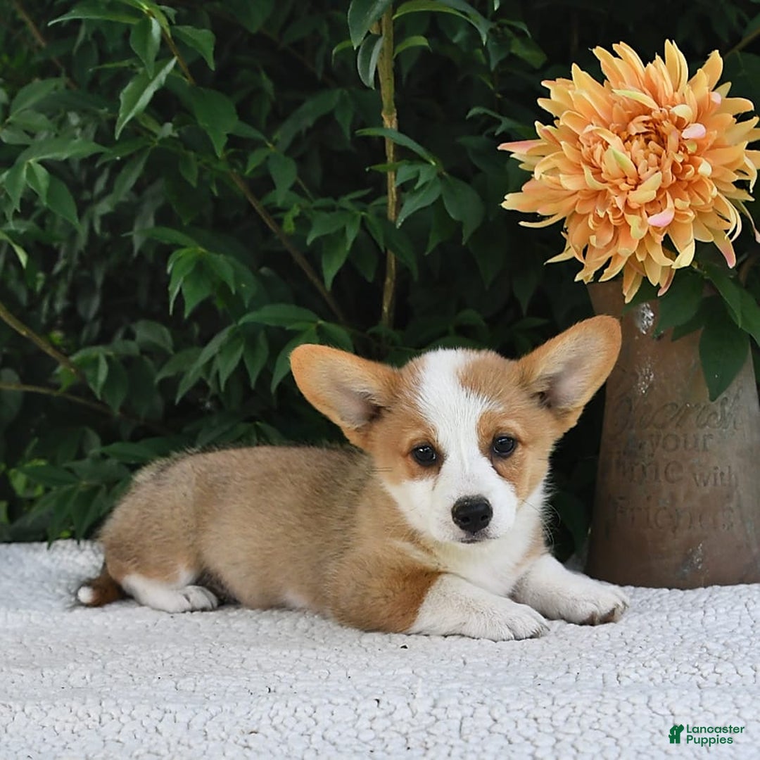 Welsh Corgi Pembroke dogs for sale: Aspen - Image 20