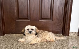 Lhasa Apso dogs for sale: Heather - Image 1