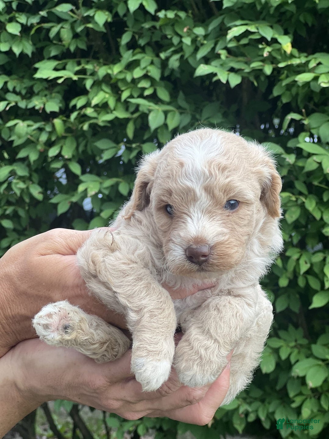 Mini Goldendoodle dogs for sale: Cooper - Image 9