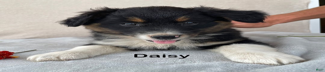 Daisy