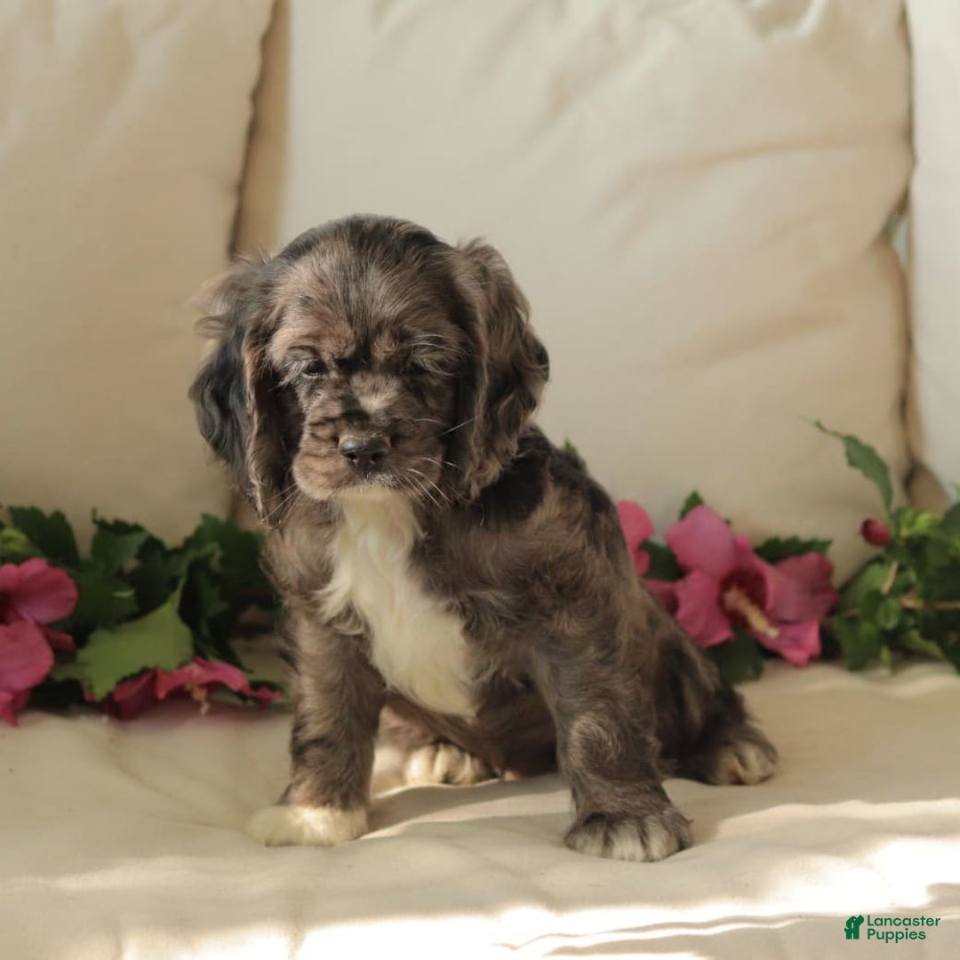 Cocker Spaniel dogs for sale: River - Image 2