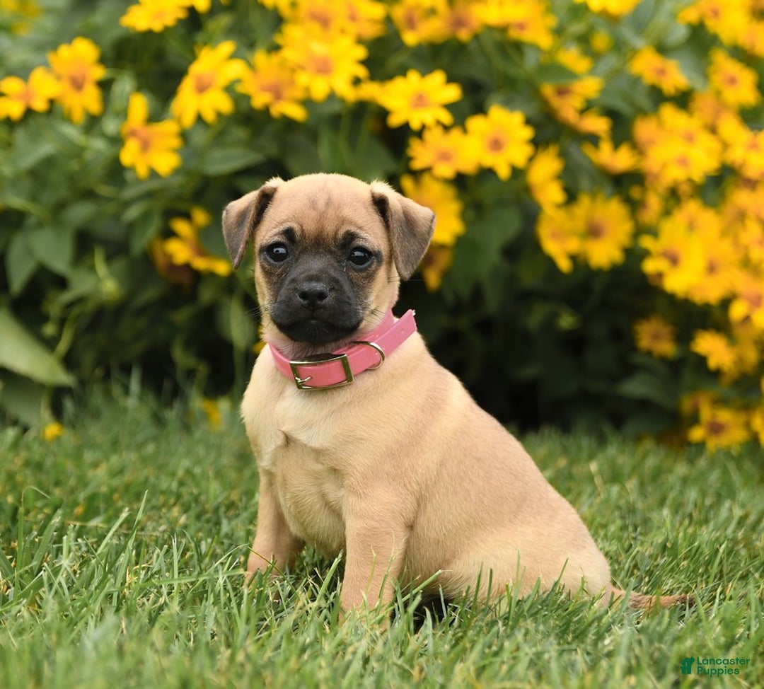 Jug dogs for sale: Snickers - Image 2
