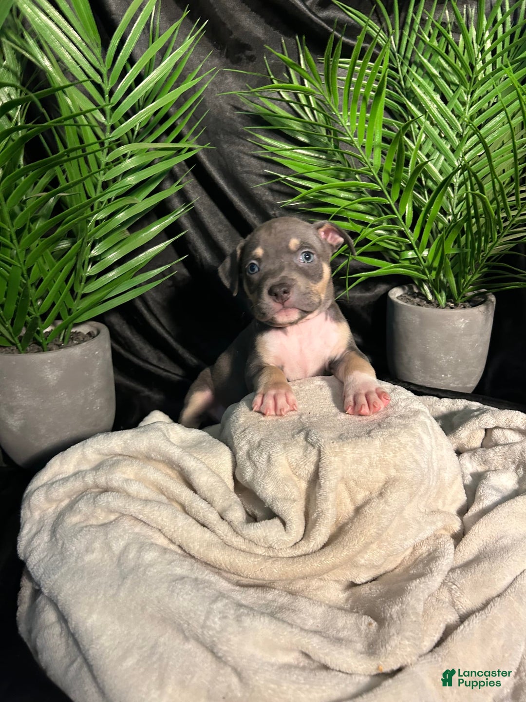 American Bully dogs for sale: Rosey - Image 5