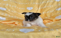 Chihuahua dogs for sale: Blue Sky Long Coat - Image 11