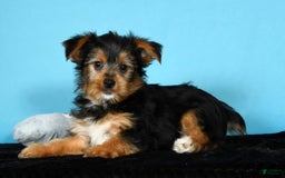 Yorkshire Terrier dogs for sale: Jimmy - Image 9