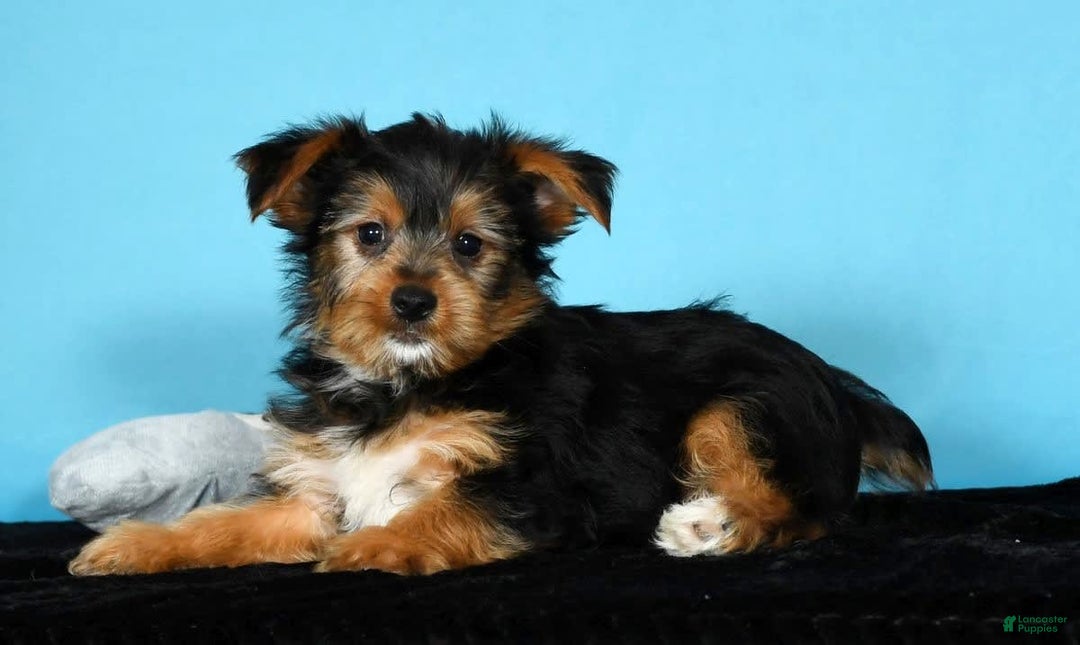 Yorkshire Terrier dogs for sale: Jimmy - Image 9
