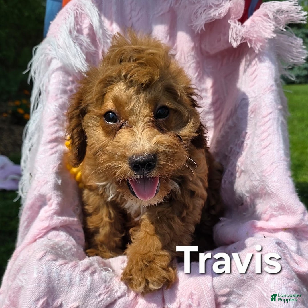 Cavapoo dogs for sale: Travis - Image 4