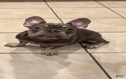 French Bulldog dogs for sale: Lilac And Tan - Image 1