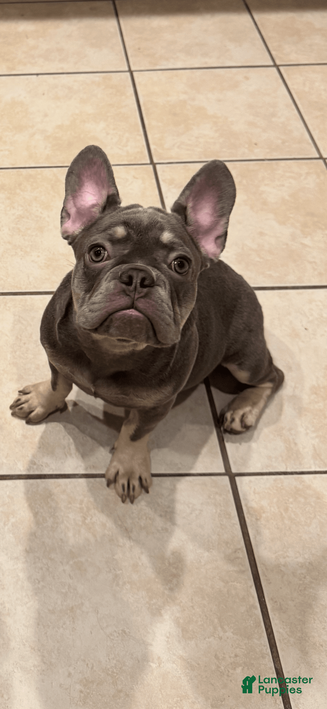 French Bulldog dogs for sale: Lilac And Tan - Image 1