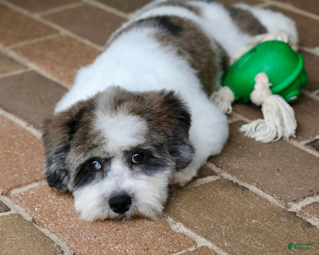 Shihpoo dogs for sale: Leo - Image 20