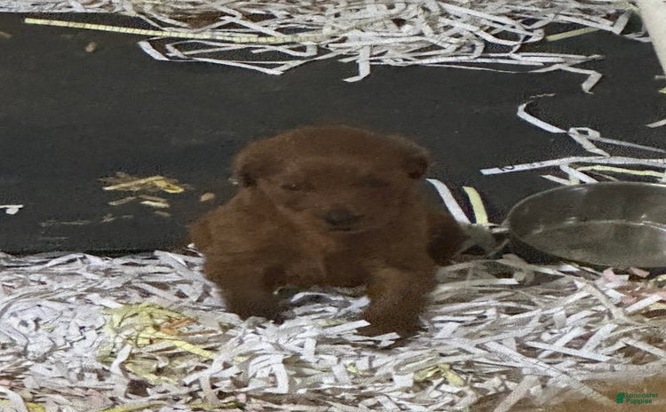 Goldendoodle dogs for sale - Ad 5