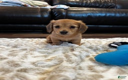 Miniature Dachshund dogs for sale: Akc Bobby - Image 3