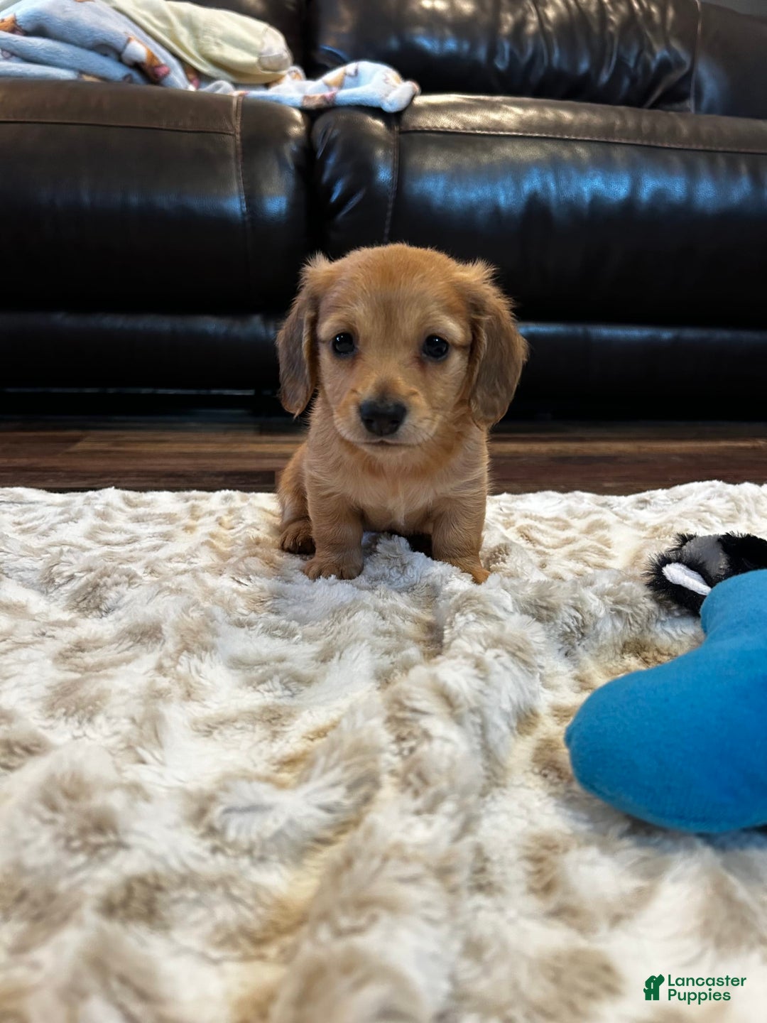 Miniature Dachshund dogs for sale: Akc Bobby - Image 3