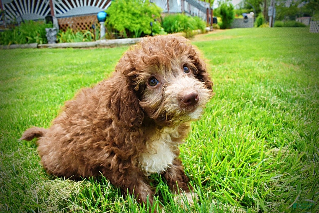Havapoo dogs for sale: Toto - Image 14