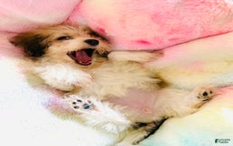 Havanese dogs for sale: Fefe Chanel - Image 6
