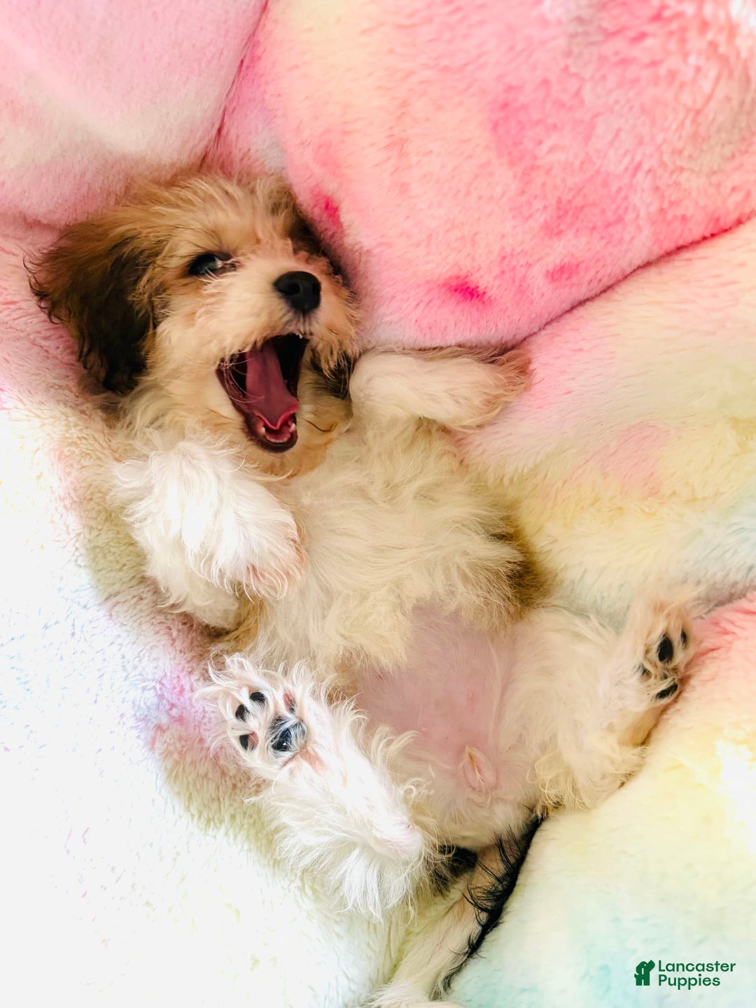 Havanese dogs for sale: Fefe Chanel - Image 6