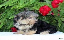 Morkie dogs for sale: Freddy - Image 2