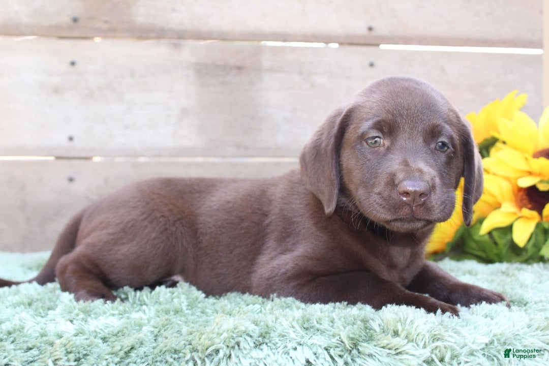 Labrador Retriever dogs for sale: Emmie - Image 6