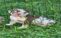 English Bulldog dogs for sale: Rocky - Image 13
