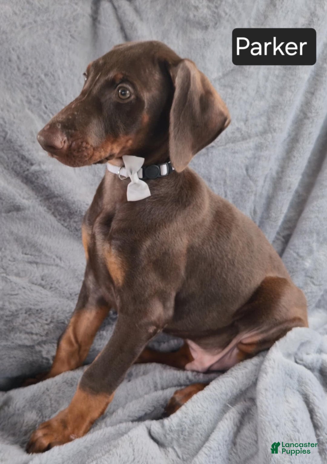 Doberman Pinscher dogs for sale: Parker - Image 1