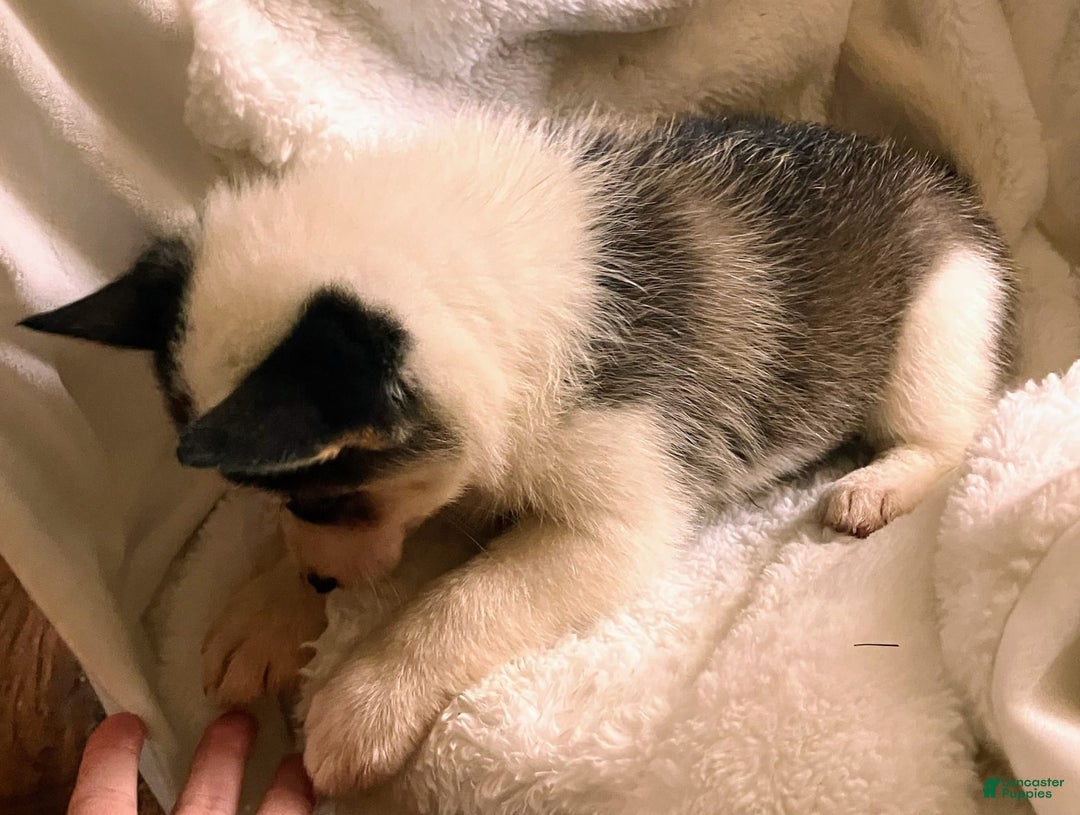 Pomsky dogs for sale: Sweet Rain - Image 4