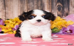 Cavalier King Charles Spaniel dogs for sale: Everly - Image 1