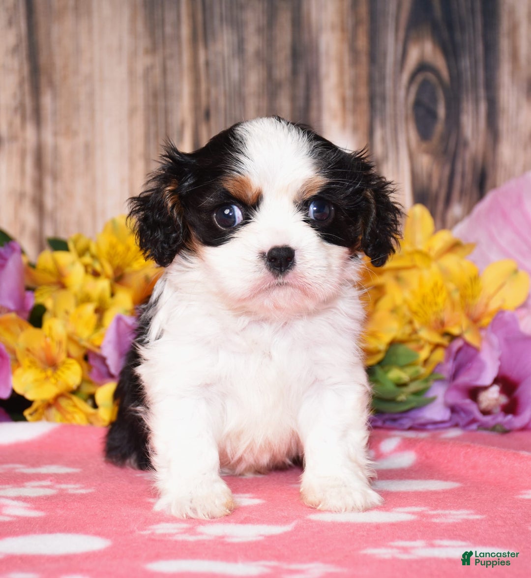 Cavalier King Charles Spaniel dogs for sale: Everly - Image 1