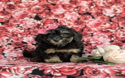 Havapoo dogs for sale: Flora Hypoallergenic - Image 2