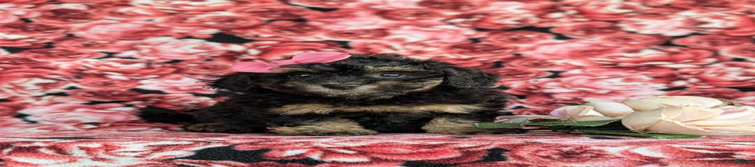 Flora Hypoallergenic
