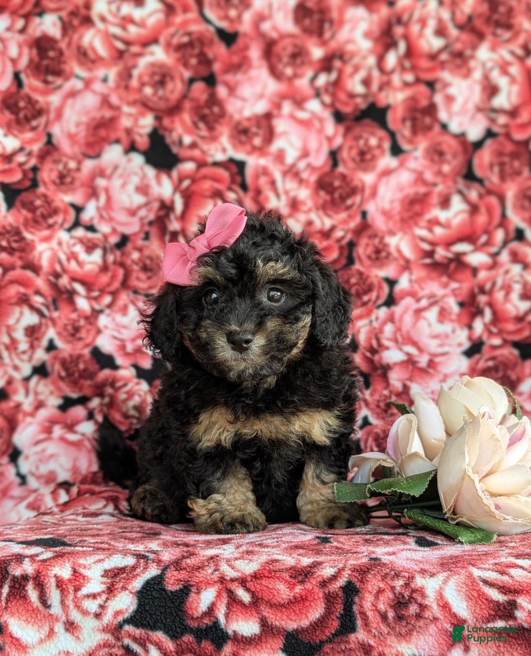 Havapoo dogs for sale: Flora Hypoallergenic - Image 2
