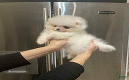 Pomeranian dogs for sale: Theodore - Image 3