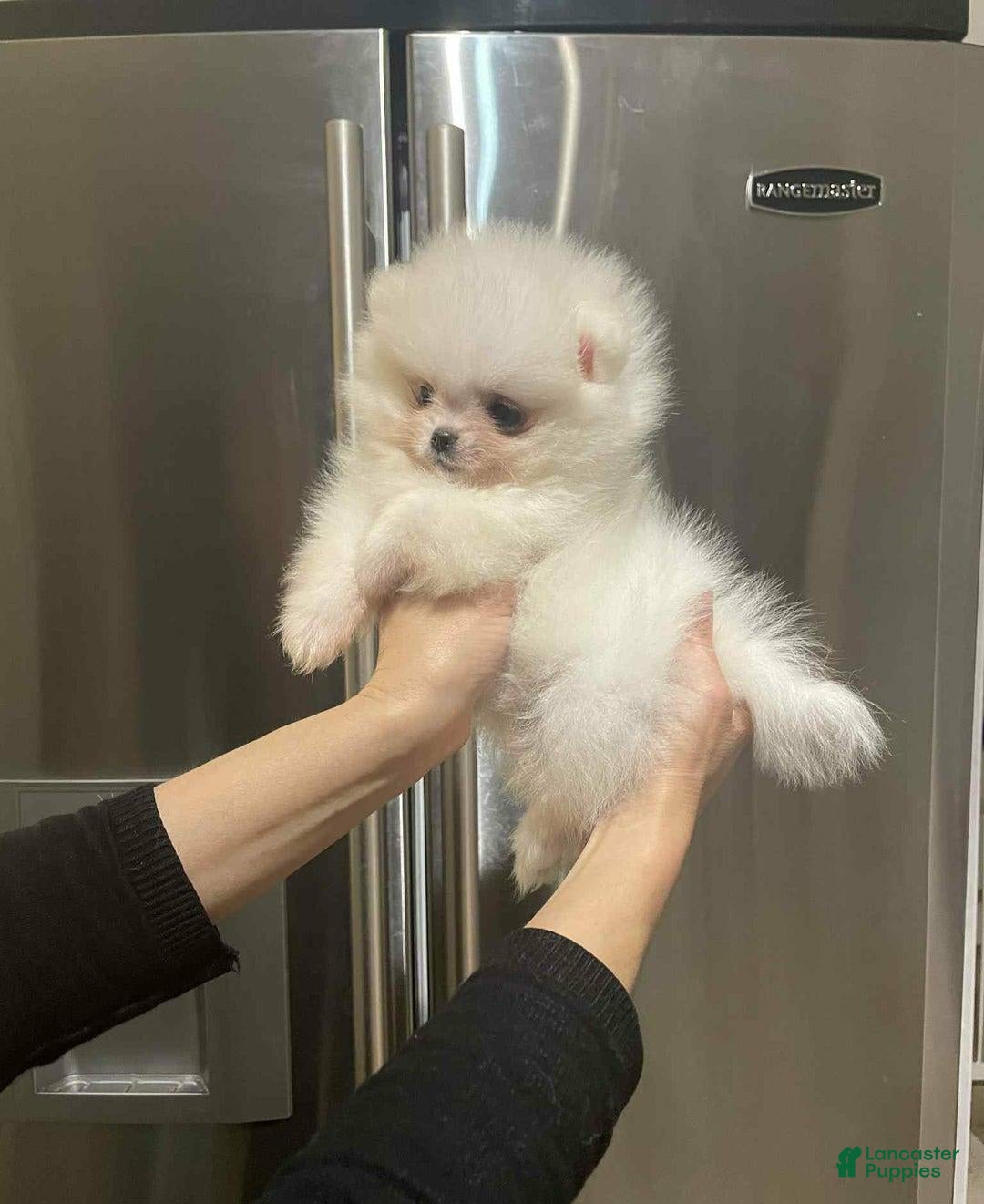 Pomeranian dogs for sale: Theodore - Image 3