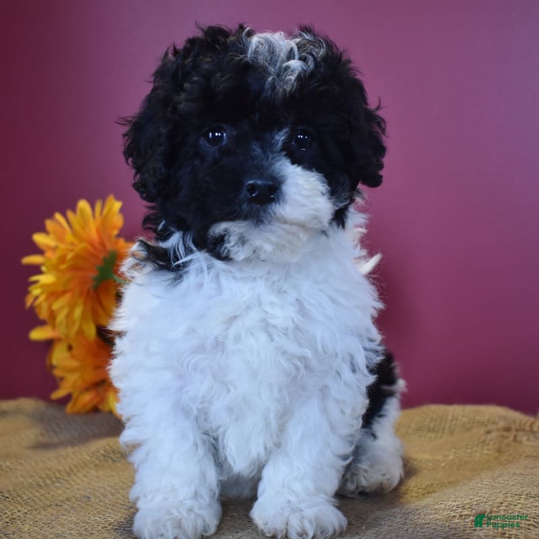 Cavapoo dogs for sale: Jasmine - Image 1