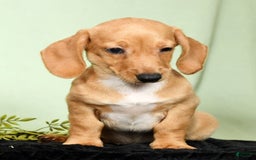 Miniature Dachshund dogs for sale: Dora - Image 6