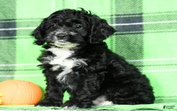 Cockapoo dogs for sale: Vance - Image 4