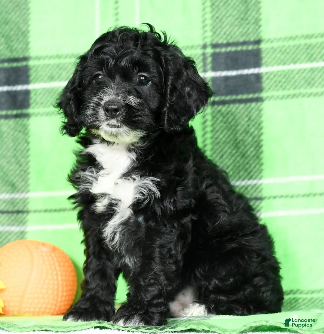 Cockapoo dogs for sale: Vance - Image 4