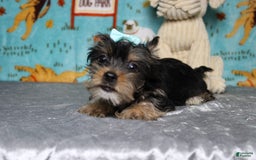 Yorkshire Terrier dogs for sale: Butterfly - Image 3