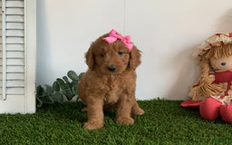 Goldendoodle dogs for sale: Daisey - Image 2