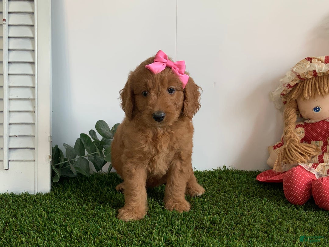 Goldendoodle dogs for sale: Daisey - Image 2