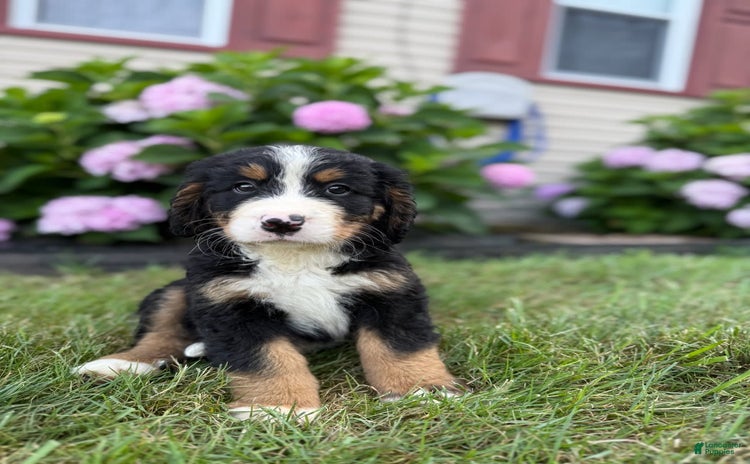 Bernese Mountain Dog dogs for sale - Ad 2
