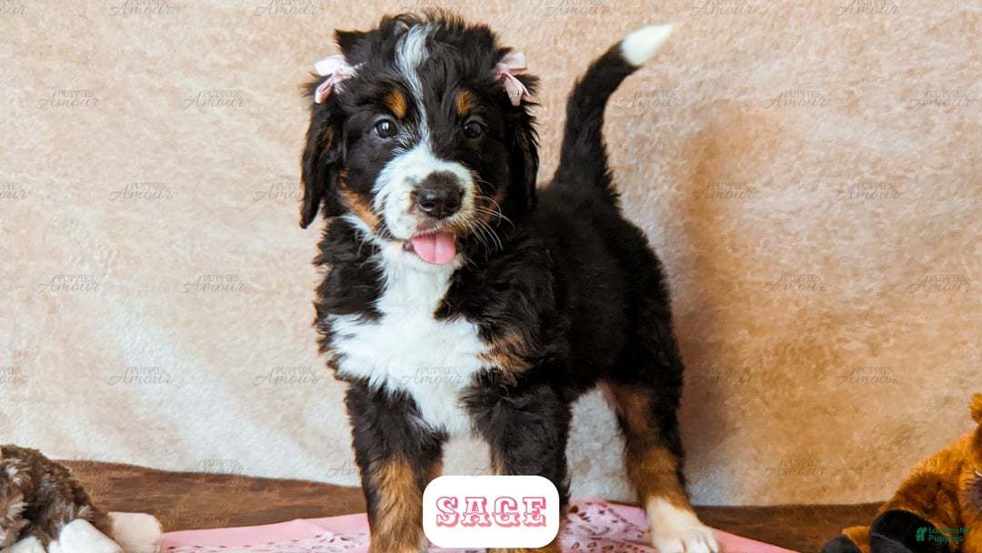 Bernedoodle dogs for sale: Sage - Image 10