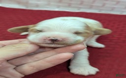 Cockapoo dogs for sale: Hiccup - Image 12